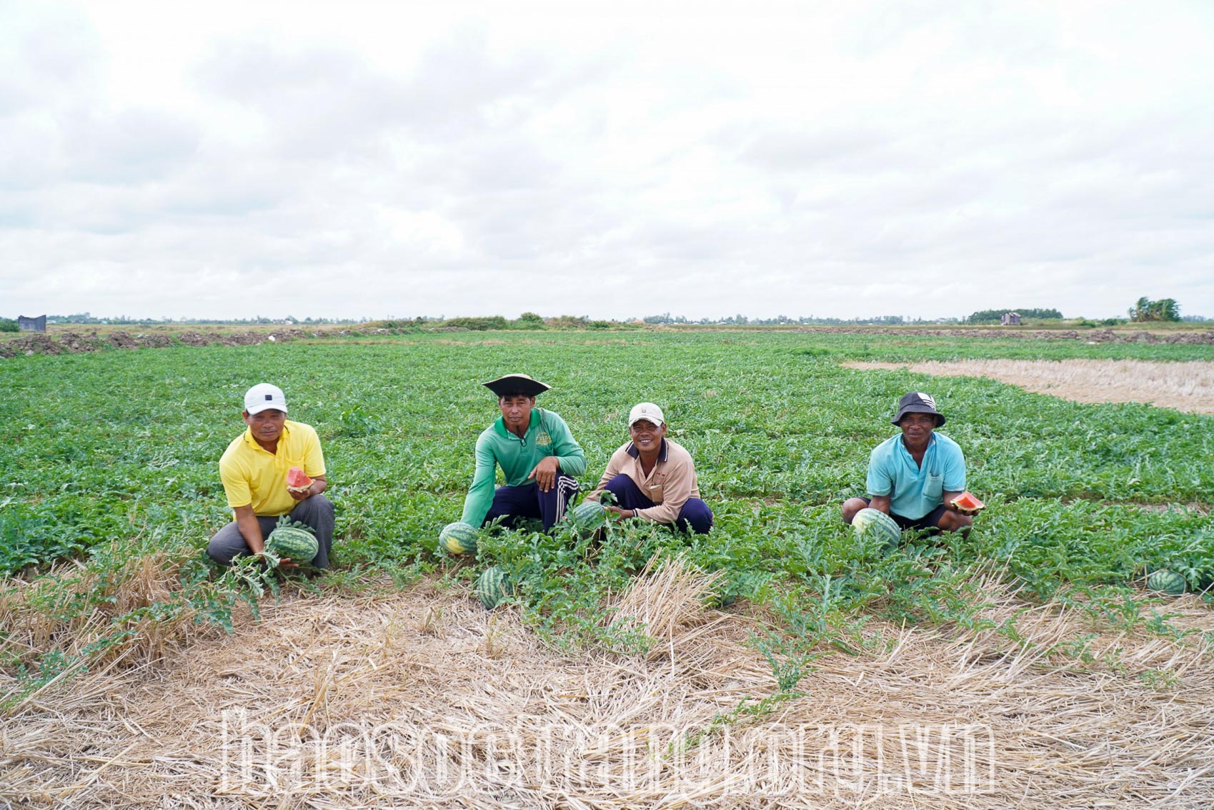 Hiệu quả mô hình đưa cây màu xuống chân ruộng