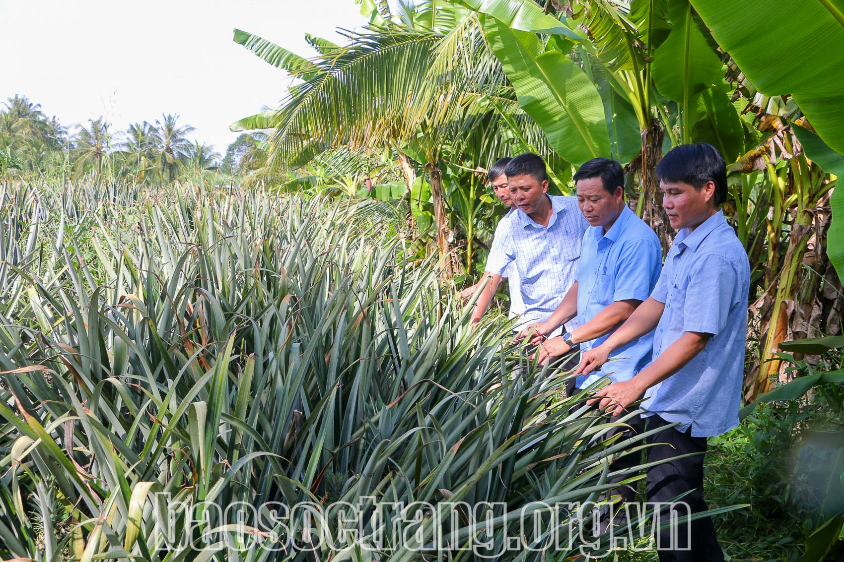 Bước chuyển trong nông nghiệp của xã Long Hưng khi đạt chuẩn nông thôn mới nâng cao