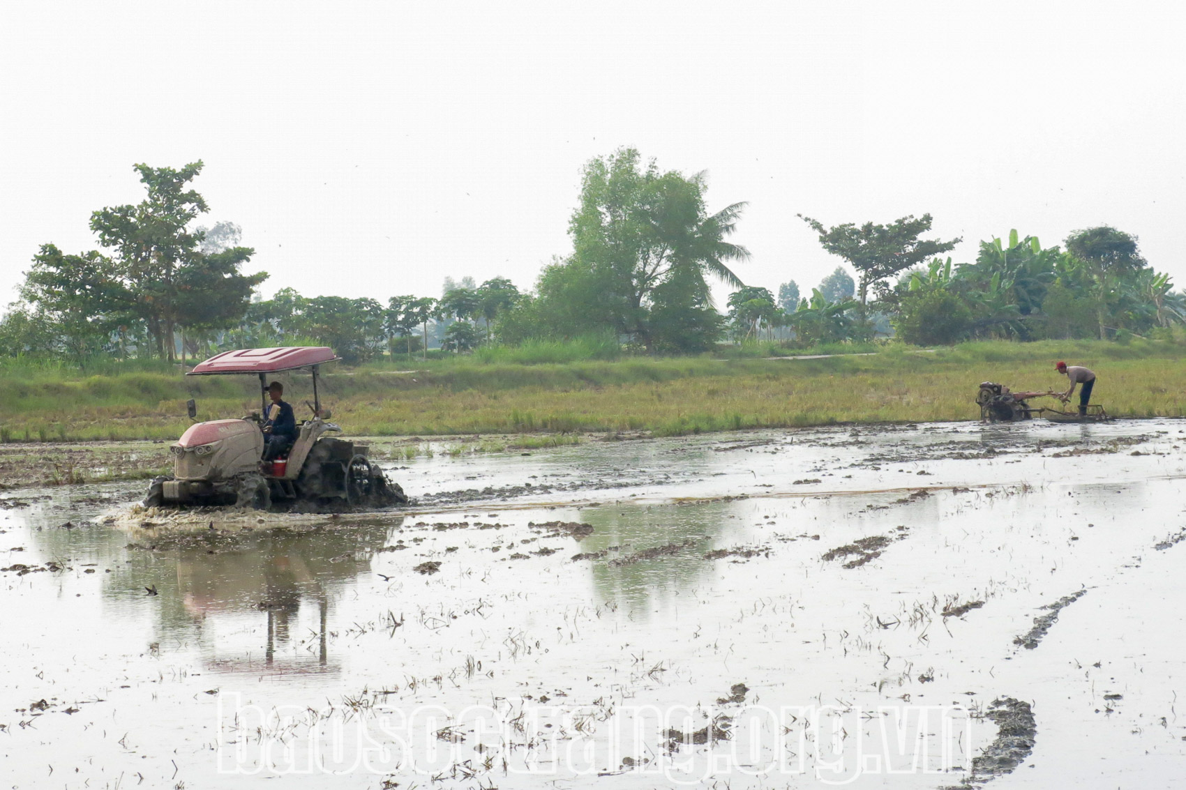 Sóc Trăng triển khai sản xuất lúa Hè - Thu năm 2025