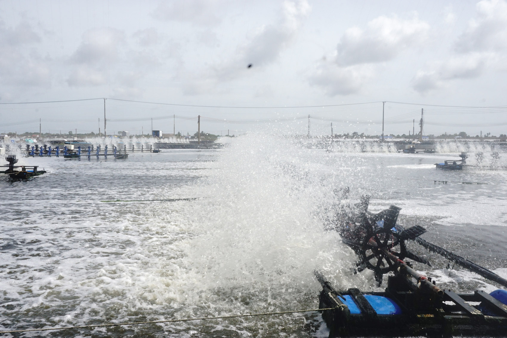 Chứng nhận quốc tế cho tôm