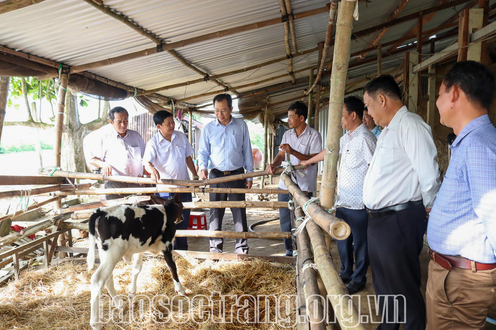 Sóc Trăng phát triển đàn bò bền vững